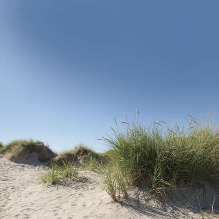 view on sand dune with grass on seaside in front of beautiful blue sky- square layout with copy...
