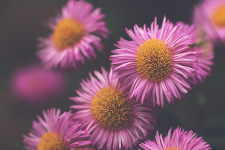 close up of pink aster blossoms in dreamy matte light mood - background blanked out blurryの写真素材