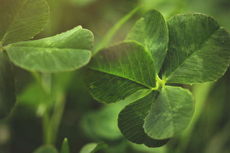 macro shot on super rare five leave clover that promises fame for its finder in brigth beautiful light mood - selective focus with blurred dense meadow vegetationの写真素材