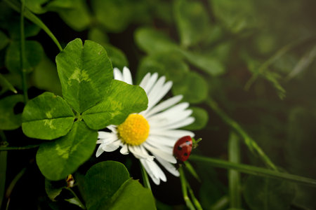 four-leaf-clover with white daisy blossom and ladybug in dreamy scenery - selective focous on botanical rarity and lucky charm with copy space for textの写真素材