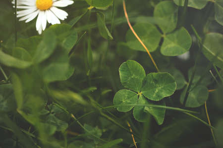 natural four-leaved clover with folded leave on densely grown meadow and white daisy in background - rare fortune talisman concept with selective focusの写真素材
