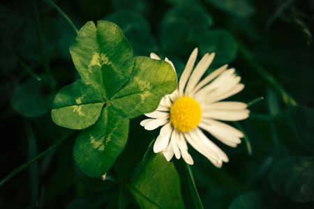 close up on textured four-leaf-clover and white daisy blossom on green meadow in dark matte light mood - selective focus on botanical rarity and lucky charmの写真素材
