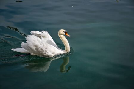 A beautiful white swan is swimming on Lucerne lake in the eveningの写真素材