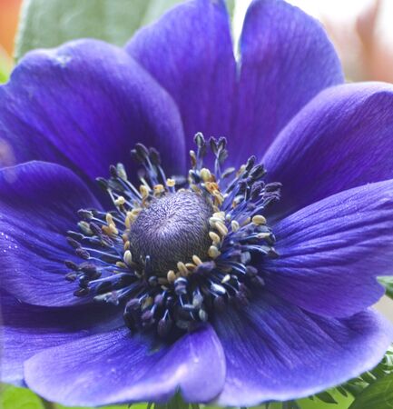 flowerの写真素材