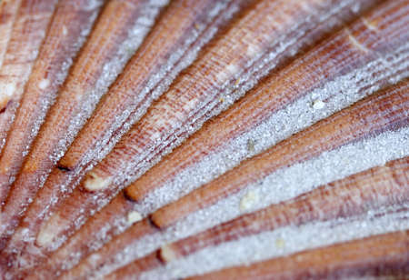 shellの写真素材