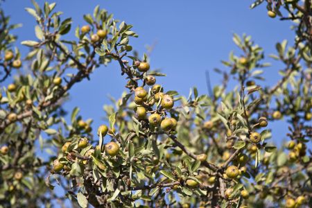 olive tree