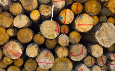 Stacked wood pine timber for construction buildings の写真素材