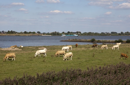 cows in a typical dutch landscape 