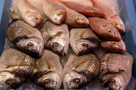 Freshly caught fish at the fish marketの写真素材