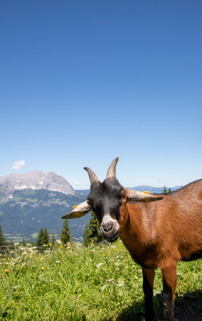 Mountain goat in the mountainsの写真素材