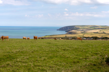 Cows standing in a grass field Newportの写真素材
