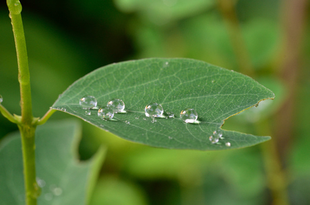 Green leaf with raindropsの写真素材