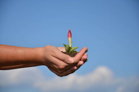 flower growing in handの写真素材