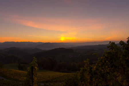 Sunset in a vineyardの写真素材