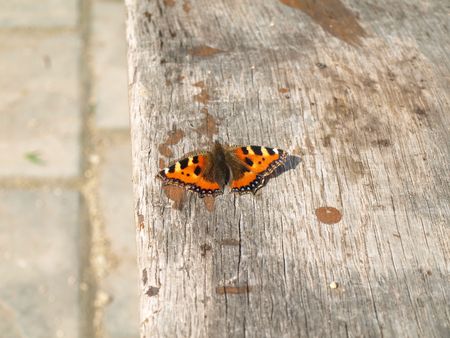 Close up photograph of a butterfly on bleached woodの写真素材