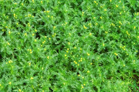 Yellow and green  medical camomiles background wallpaperの写真素材