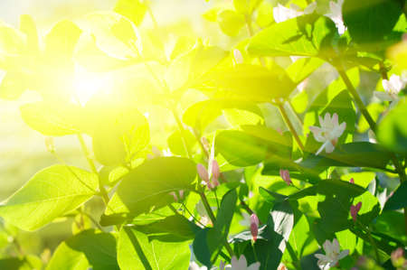 Sun with rays over foliageの写真素材