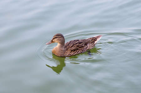 Wild duck swimming on the waterの写真素材