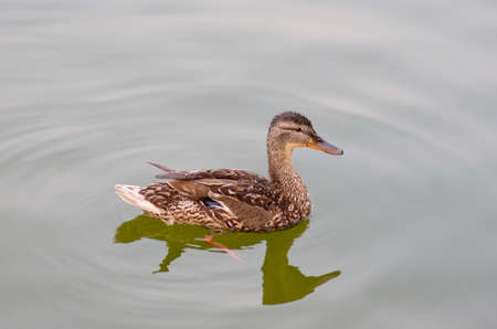 Wild duck on the waterの写真素材