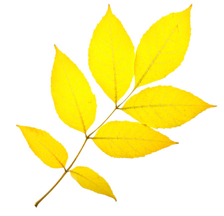 Yellow ash leaf isolated on whiteの写真素材