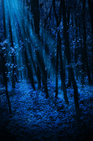Night forest with moonlight raysの写真素材