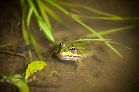 Green frog in the water