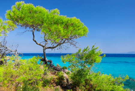 Sea coast with pines under blue skyの写真素材