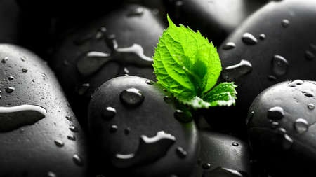 Plant sprout in pebbles backgroundの写真素材