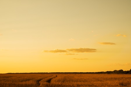 Sunset sky in summer timeの写真素材