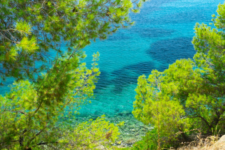 Blue sea and pine treesの写真素材
