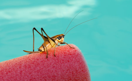 Brown grasshopper on blue backgroundの写真素材