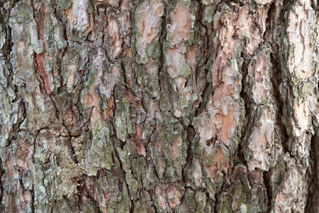 Bark of pine tree texture. Close up. Nature background.