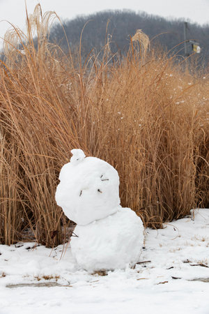 snowman in the winter on a background of dry reedsの写真素材
