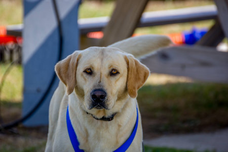 Gazing Labrador.の写真素材