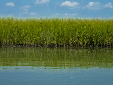 Bright green sea grass reflected calm water blue sky cloudsの写真素材