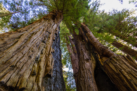 Looking up at California redwood trees with interesting trunks in Henry Cowell Redwoods State Parkの写真素材
