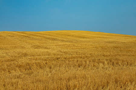 Golden wheat covers a rolling hill towards blue skyの写真素材