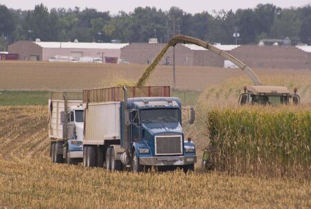 Trucks line up to haul the corn as it is chopped in the field.