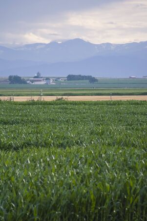 The sky darkens over a cornfeild as rain approaches.の写真素材