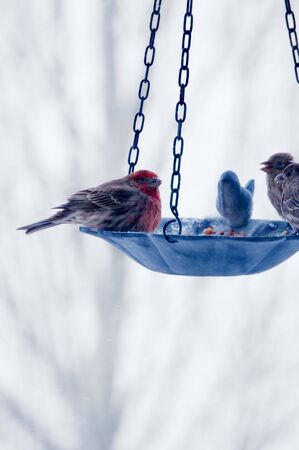 Wild birds sharing a meal at the bird feeder.の写真素材