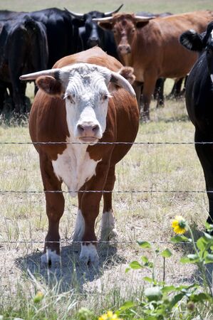 Young bull looks over a barbed wire fence with a small bunch of cows behind him.の写真素材