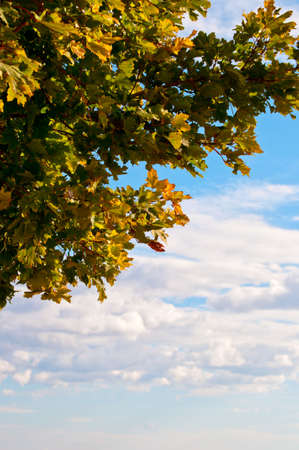 Oak tree in autumn colors against a blue sky with some clouds.の写真素材