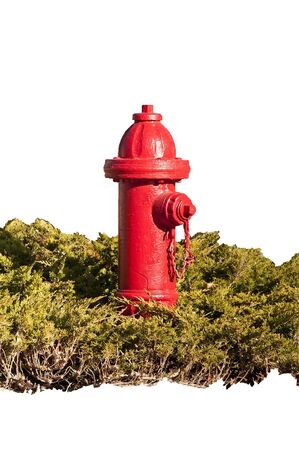 Red fire hydrant in a juniper shrub isolated on a white background with a clipping pathの写真素材
