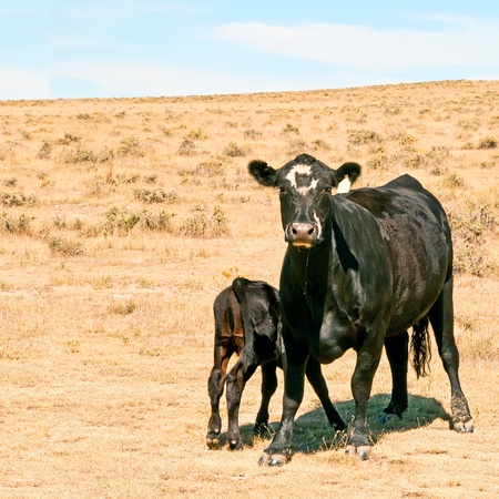 Black cow remains watchful for predators on open range in eastern Colorado, USA.