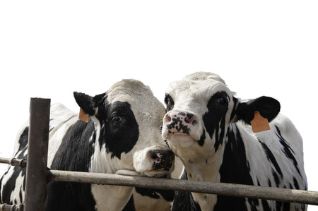 Two steers by the fence of a feedlot with the background removed and isolated.の写真素材