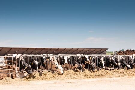 Milk cows feeding on a modern dairy under a bright blue sky in central Colorado, USAの写真素材