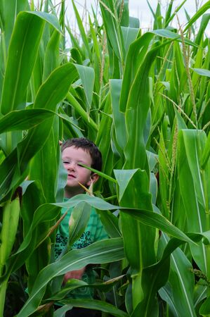 A cute little boy hides from his friends in some tall corn stalks.の写真素材