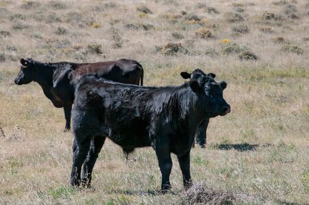 Black Angus bull calf taking a break after playing at head butting with other calves.の写真素材