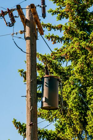 Old wood power pole with a large transformer in front of a large pine tree loaded with cones.