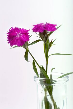 Sweet William flowers cut from the garden and placed in a glass vaseの写真素材